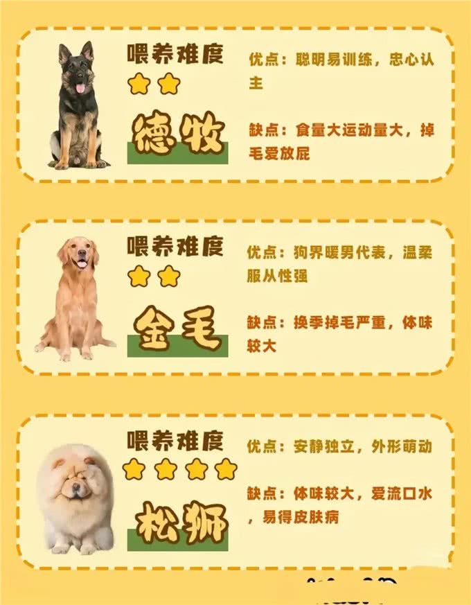 准备养狗的姐妹们看过来!各品种的狗子任你选择