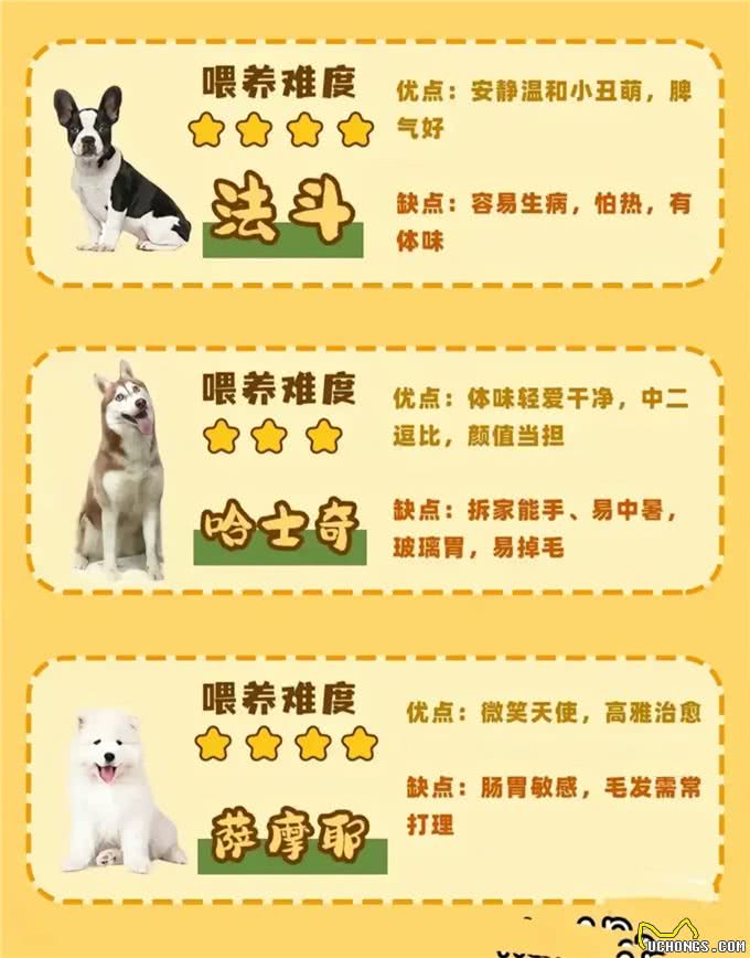 准备养狗的姐妹们看过来!各品种的狗子任你选择