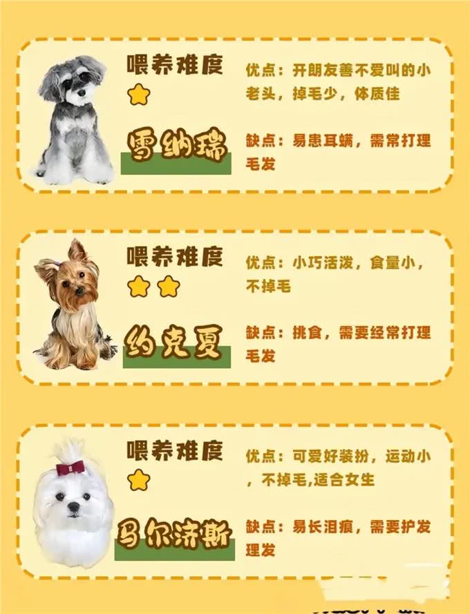 准备养狗的姐妹们看过来!各品种的狗子任你选择