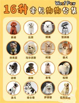 准备养狗的姐妹们看过来!各品种的狗子任你选择