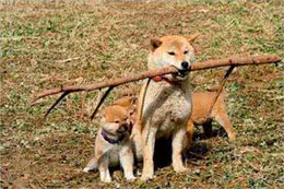 宠物大全:柴犬的详细资料