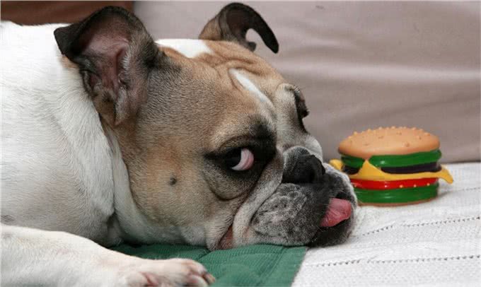 基于遗传上的特征，巴哥犬相当贪食，巴哥犬绝对不能吃的九种食物