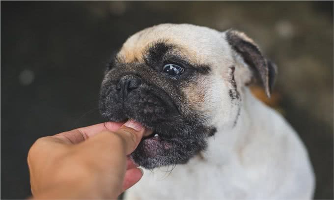 基于遗传上的特征，巴哥犬相当贪食，巴哥犬绝对不能吃的九种食物
