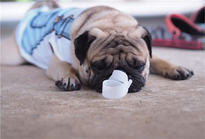 基于遗传上的特征，巴哥犬相当贪食，巴哥犬绝对不能吃的九种食物