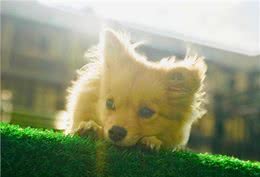 世界上寿命最短的狗狗!最短的竟只有五年?网友:好可怕