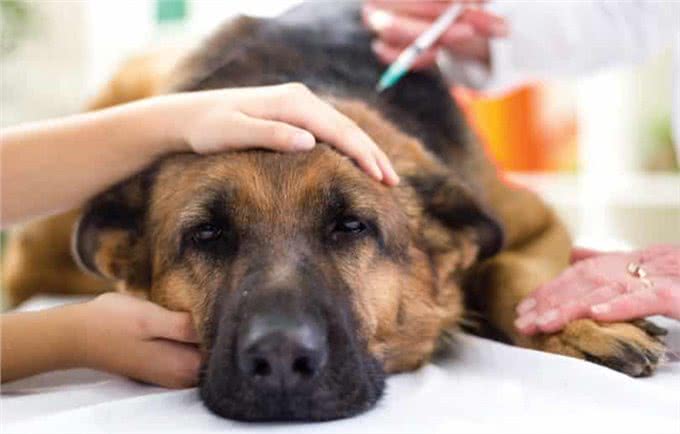狗狗怀孕了还能注射疫苗吗?疫苗会影响幼犬吗?什么时候能打疫苗