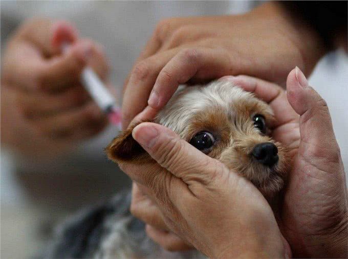 狗狗怀孕了还能注射疫苗吗?疫苗会影响幼犬吗?什么时候能打疫苗
