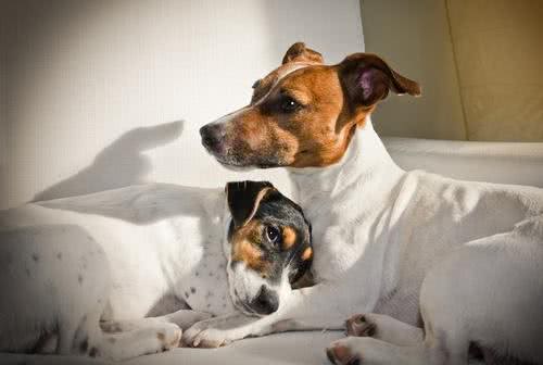 狗狗怀孕了还能注射疫苗吗?疫苗会影响幼犬吗?什么时候能打疫苗