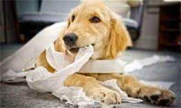 狗狗常做这5种动作，你知道为什么吗?动物行为学家给出解释