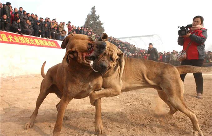 犬的高级训练—特殊刺激训练法