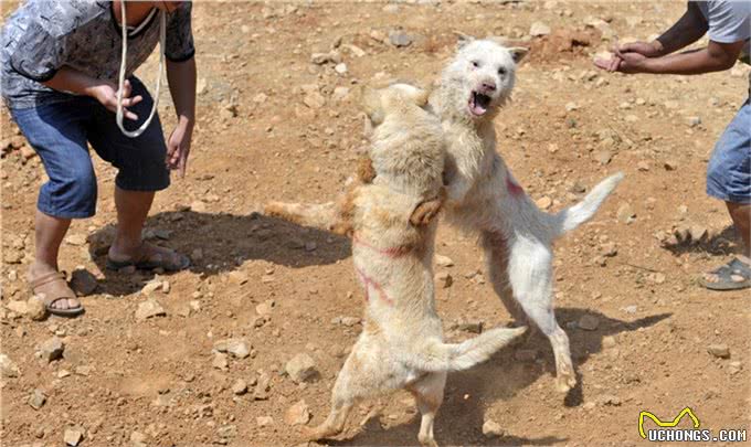 犬的高级训练—特殊刺激训练法