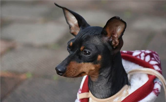忽悠我养小鹿犬的人，咱们秋后算账