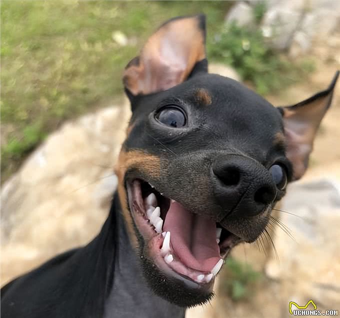 忽悠我养小鹿犬的人，咱们秋后算账