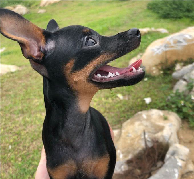 忽悠我养小鹿犬的人，咱们秋后算账