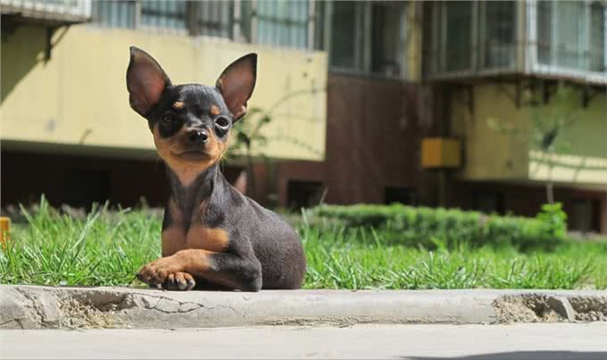 忽悠我养小鹿犬的人，咱们秋后算账