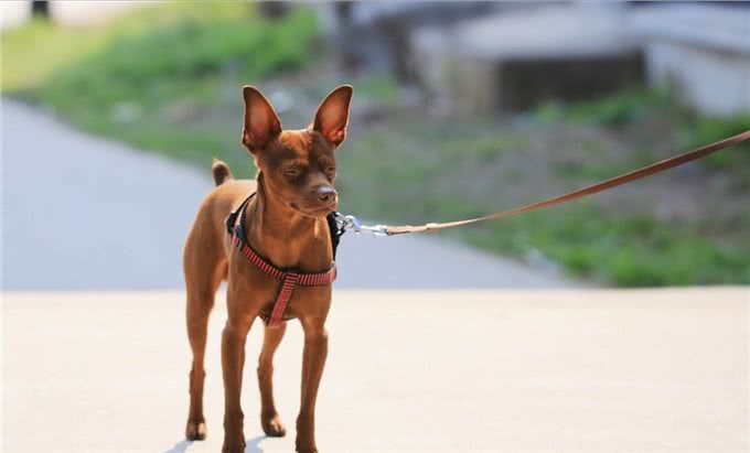 忽悠我养小鹿犬的人，咱们秋后算账