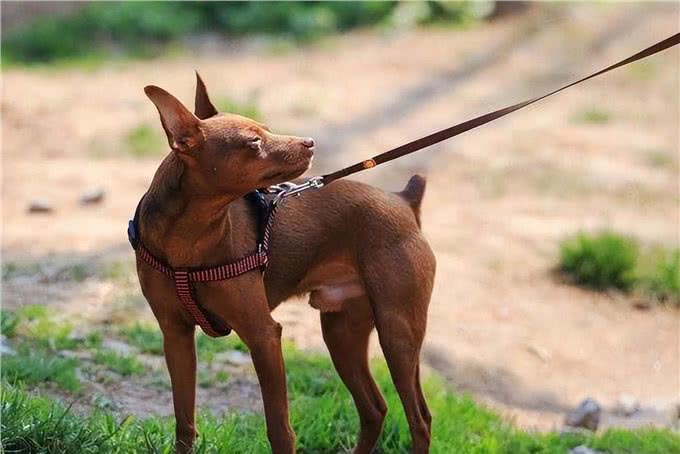 忽悠我养小鹿犬的人，咱们秋后算账