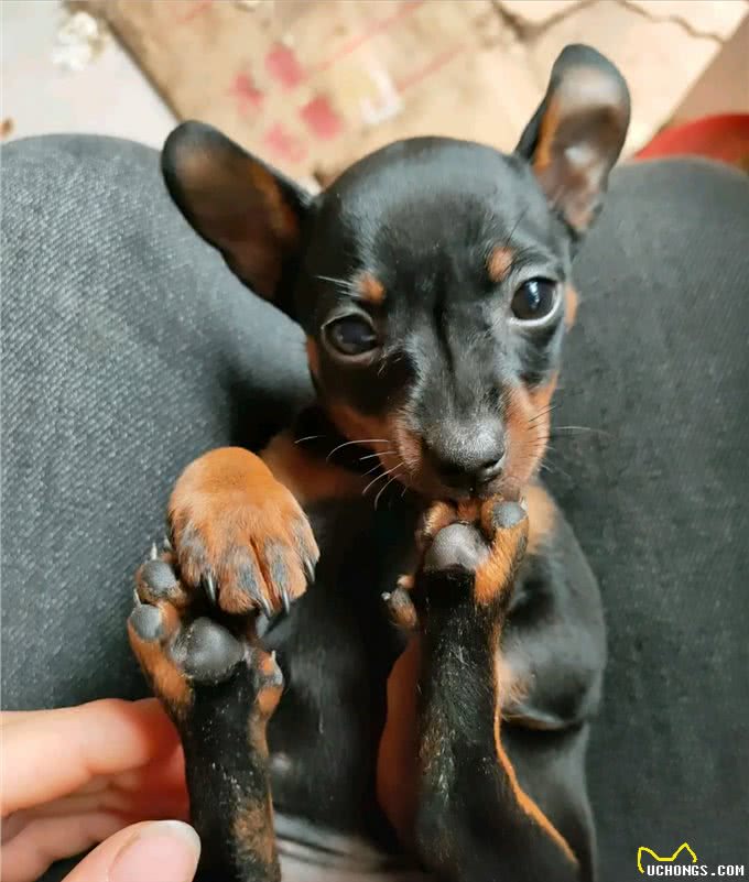 忽悠我养小鹿犬的人，咱们秋后算账