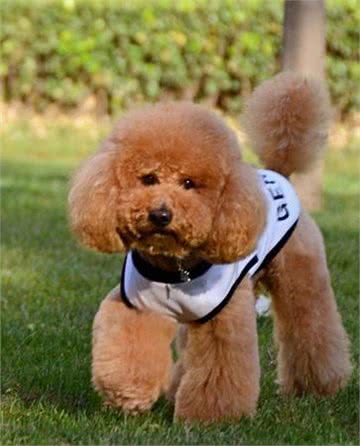 贵宾犬怎么划分类型呢?