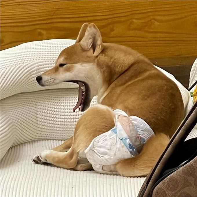 实话告诉你,狗狗害怕这6样东西,不要再吓唬它了!