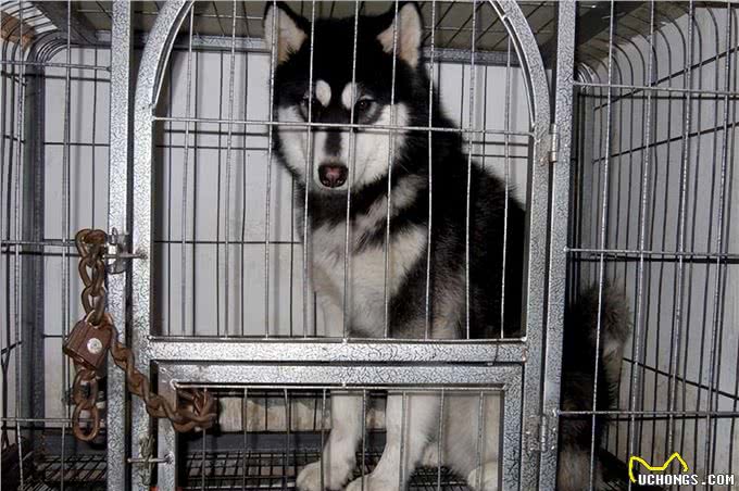 实话告诉你,狗狗害怕这6样东西,不要再吓唬它了!