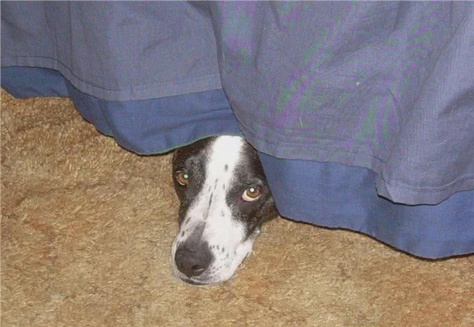 实话告诉你,狗狗害怕这6样东西,不要再吓唬它了!