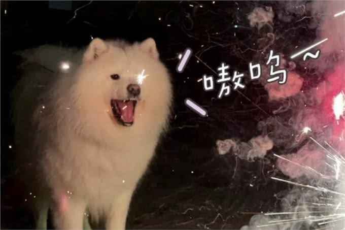 实话告诉你,狗狗害怕这6样东西,不要再吓唬它了!