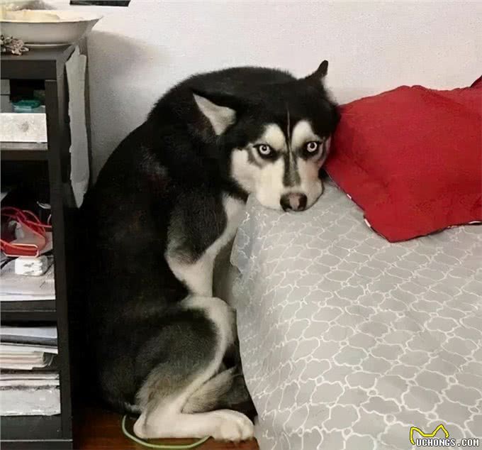 实话告诉你,狗狗害怕这6样东西,不要再吓唬它了!