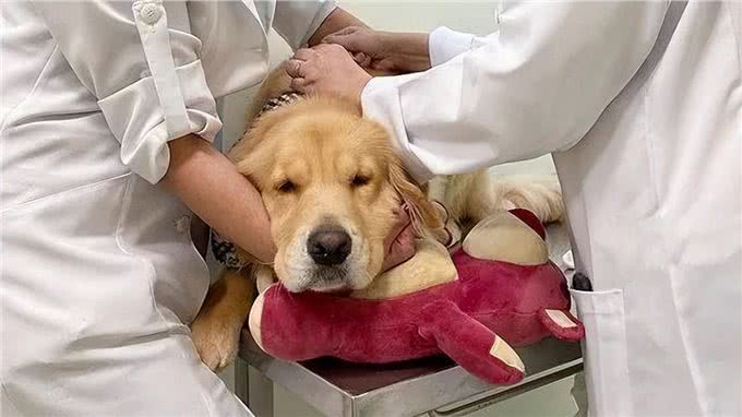 实话告诉你,狗狗害怕这6样东西,不要再吓唬它了!