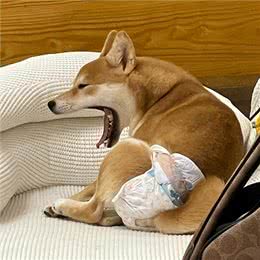 实话告诉你，狗狗害怕这6样东西，不要再吓唬它了!