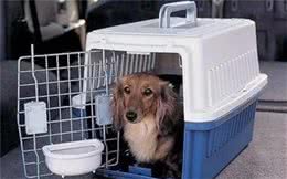 宠物航空箱的隐藏用法你知道吗?