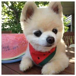 如何照料好宠物狗?入门新手须知