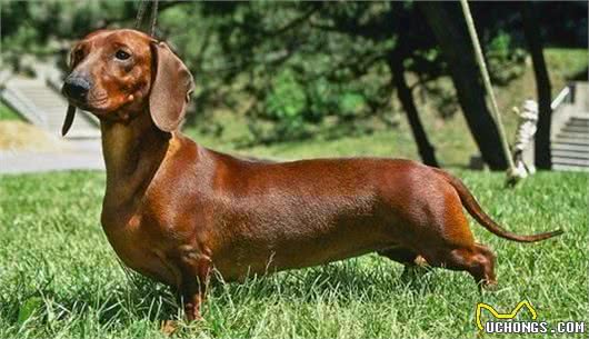 世界名犬之腊肠犬，爱恨交织的犬会让许多人想养又不太敢养