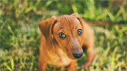 世界名犬之腊肠犬，爱恨交织的犬会让许多人想养又不太敢养