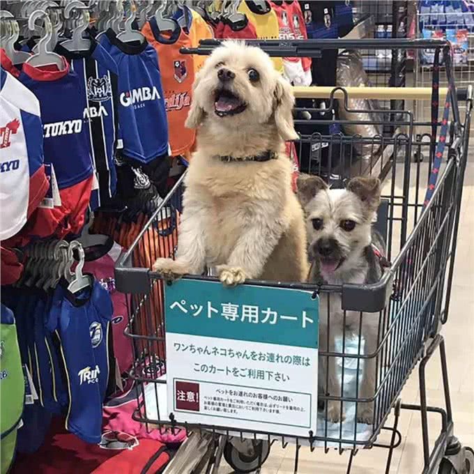 国外的猫狗过什么生活?猫狗的冷知识12