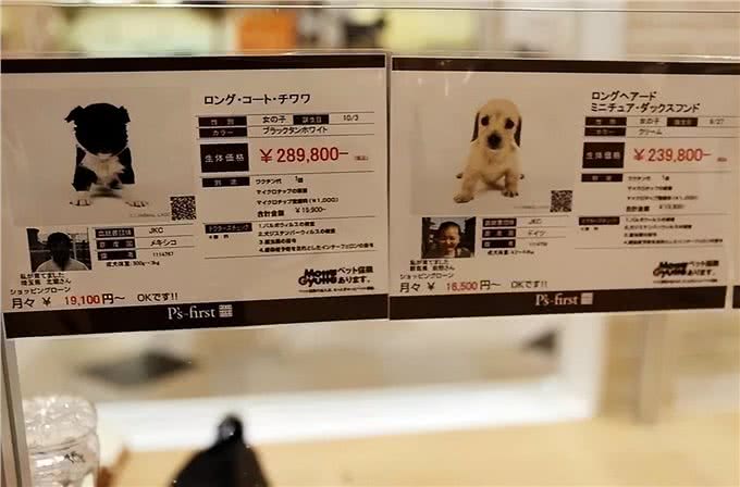 国外的猫狗过什么生活?猫狗的冷知识12