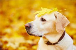 狗狗中令人忍俊不禁的吉尼斯记录