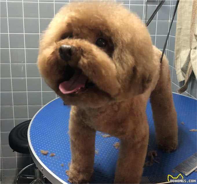 狗狗去宠物店洗澡,通过观察什么能判断出有没有洗干净