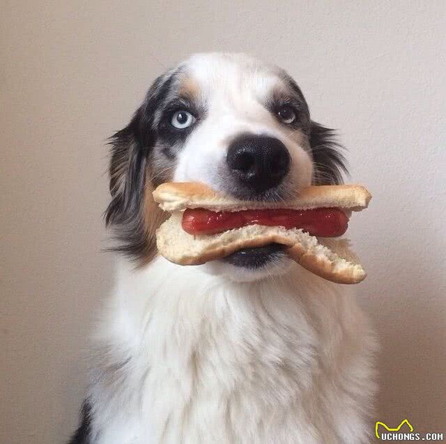 训犬小秘籍(二)