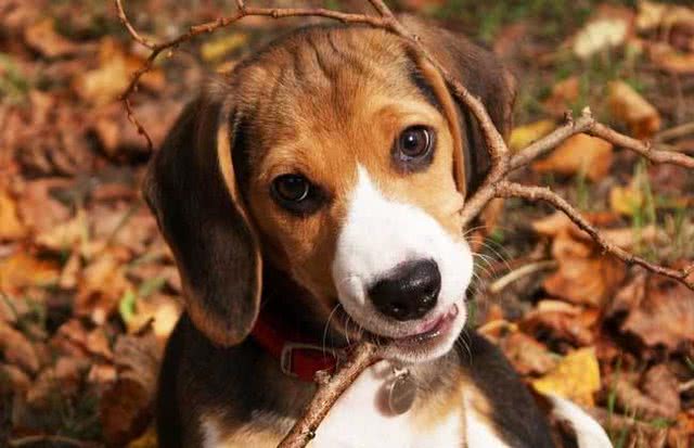 训犬小秘籍(二)