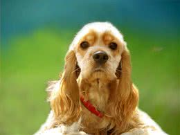 训犬小秘籍（二）