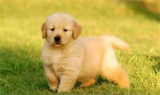 金毛犬怎么训练大小便