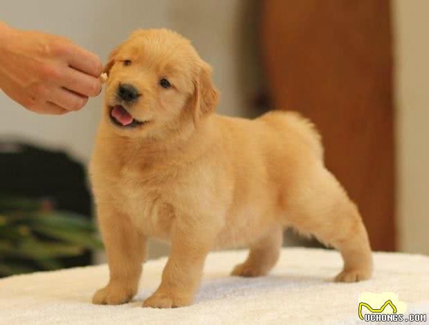 金毛犬怎么训练大小便