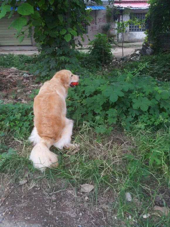 金毛犬怎么训练大小便