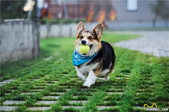 迷你长腿犬?不,他们是彭布罗克威尔士柯基犬!