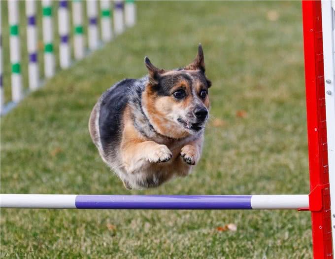 迷你长腿犬?不,他们是彭布罗克威尔士柯基犬!