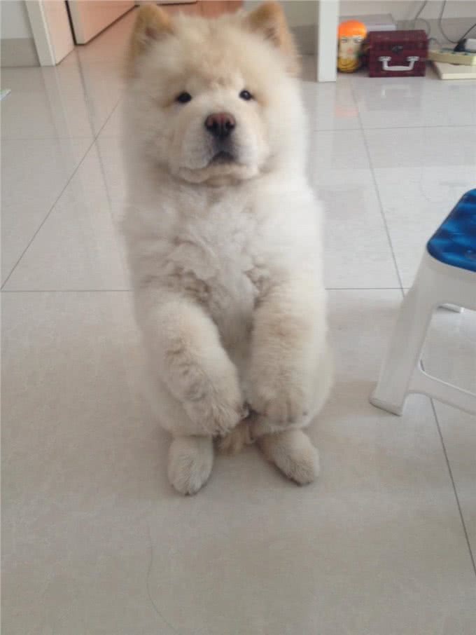 狗狗训练的八个基础动作,真的有这么难吗?