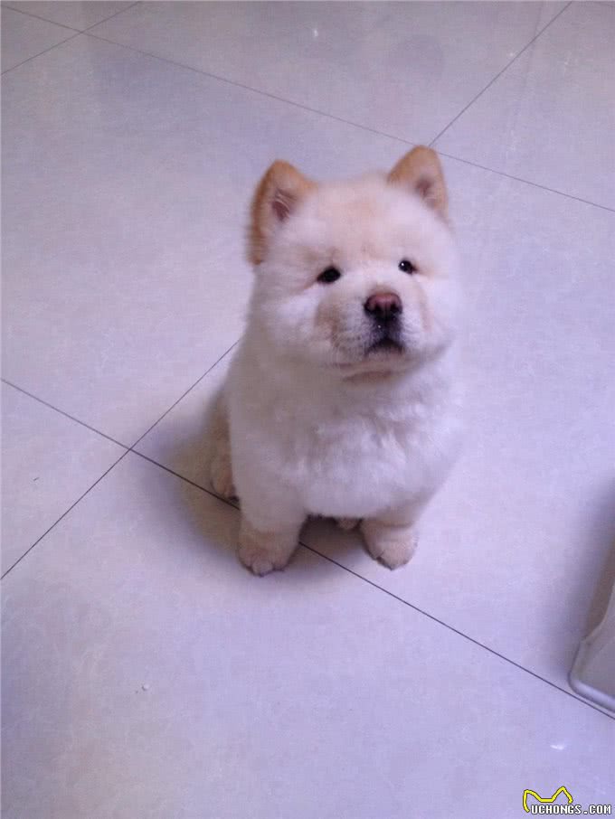 狗狗训练的八个基础动作,真的有这么难吗?