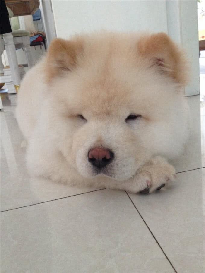 狗狗训练的八个基础动作,真的有这么难吗?