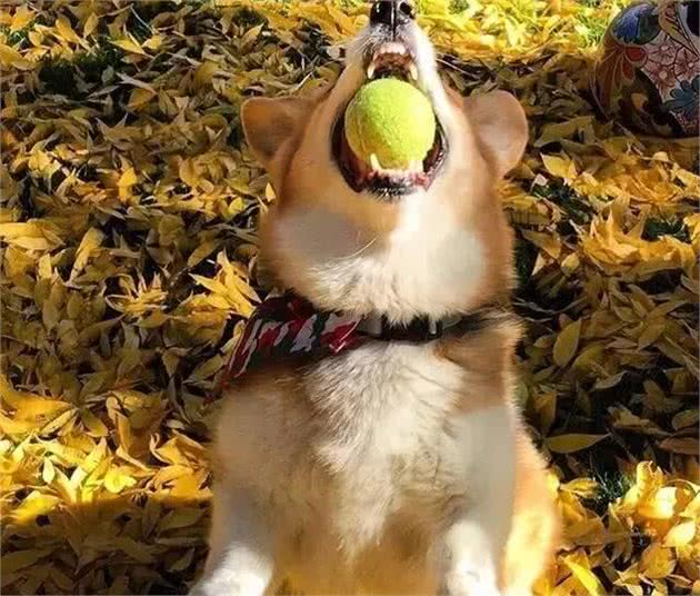 狗狗训练的八个基础动作，真的有这么难吗?